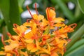 Orange Bush ginger, Hedychium coccineum aurantiacum, close-up